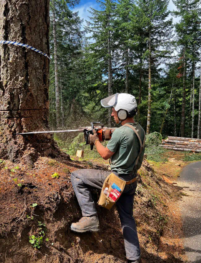 man wearing safety gears and cutting huge tree