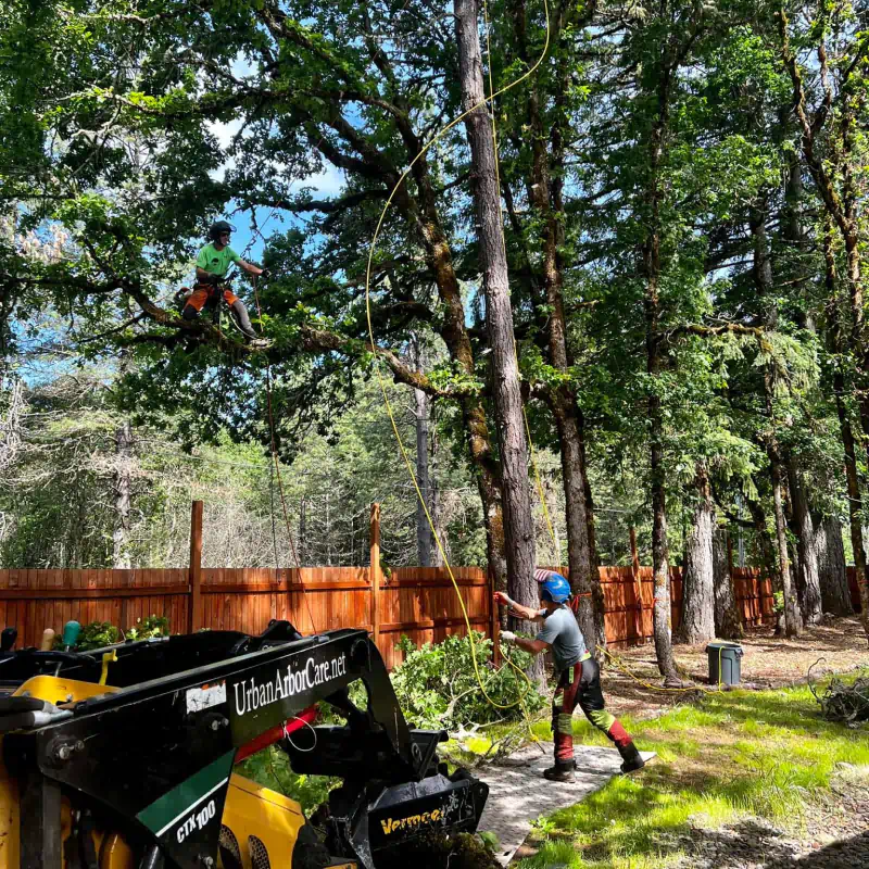 urban arbor care tree removal service